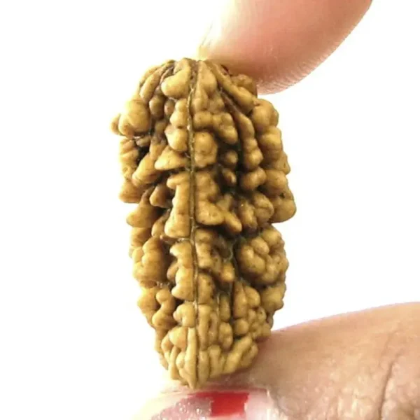 Vaibhav Gems Buy Rudraksha  Original Certified  Ek Mukhi - Image 2